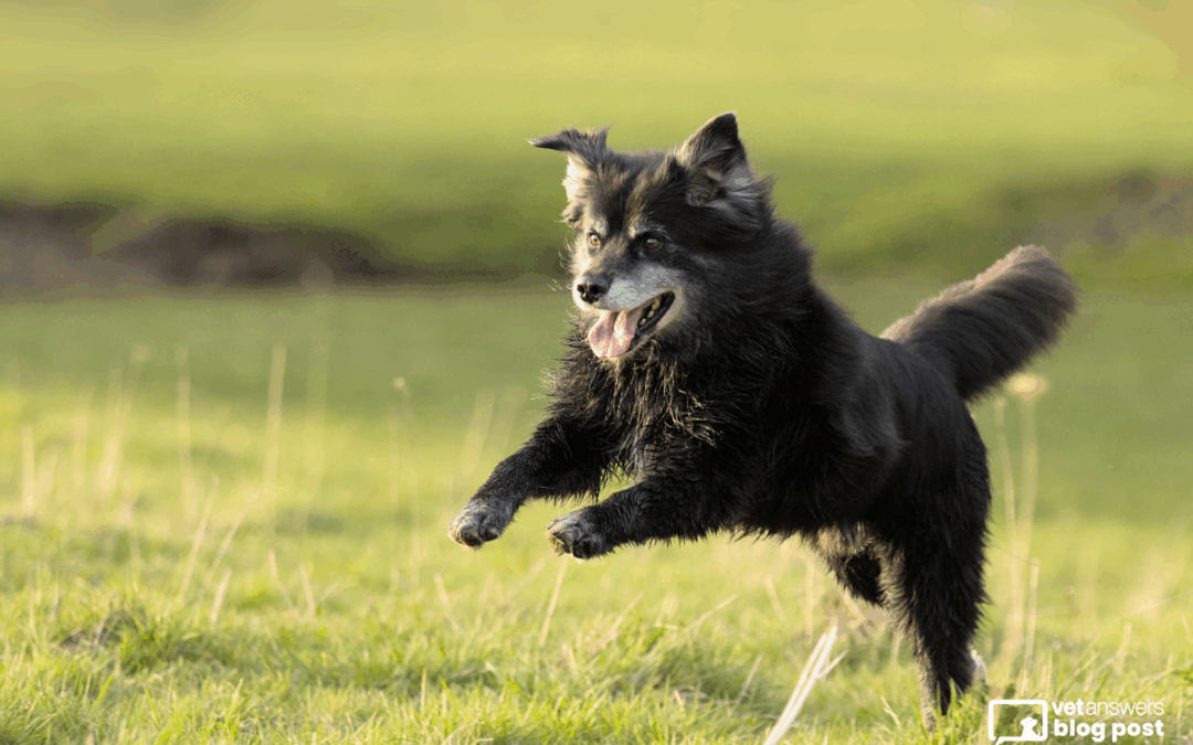 Keep Senior Pets Sharp: Simple Enrichment Tips for Mind & Body to Share with Your Veterinary Clients